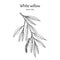 White willow branch salix alba. Hand drawn botanical vector illustration