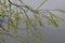 White Willow - Salix alba, River Yare, Norfolk Broads, England, UK