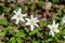 White windflower Anemone nemorosa