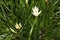 White windflower, Peruvian swamp lily, Zephyranthes candida