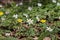 White windflowers (Anemone nemorosa) and yellow anemones (Anemonoides ranunculoides