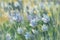 White windflowers in the meadow watercolor background