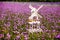 White Windmill and Lavender field