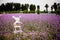 White Windmill and Lavender field