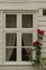 White Window Frame and Roses