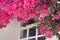 White window surrounded red bougainvillea