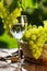 White wine glass, vine and bunch of grapes