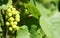 White wine grape