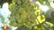 White wine grape harvest in a garden with sun beam