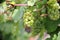 White wine grapes along the river Moselle (Mosel), Germany.