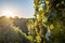 white Wine grapes fall sunset ready for harvest Region Moselle River Winningen Germany