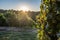 white Wine grapes fall sunset ready for harvest Region Moselle River Winningen Germany