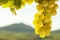 White wine grapes in front of a landscape with hills in the blurred background