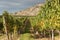 White Wine Grapes, Okanagan Vineyard