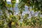 White Wine grapes Region Moselle Winningen 16