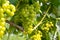 White wine: Vine with grapes before vintage and harvest, Southern Styria Austria