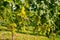 White wine: Vine with grapes before vintage and harvest, Southern Styria Austria