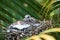 White wing dove chicks