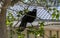 A White-winged chough (Corcorax melanorhamphos) perched on the branch of a trree