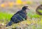 White-winged chough displays