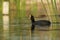 White winged coot in a Pampas Lagoon environment,