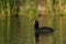 White winged coot in a Pampas Lagoon environment,