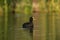 White winged coot in a Pampas Lagoon environment,