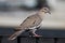 White-winged Dove