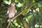 White winged dove in green tropical tree