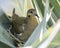 White winged dove on nest