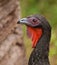 White-winged Guan portrait