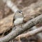 White-winged junco perching on the sunlit mossy branch with blurred background