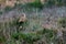 White-winged Lark or Alauda leucoptera perches on twig