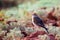 White-winged Lark or Alauda leucoptera sits on ground