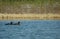 White-Winged Scoters