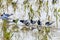 White-winged Terns Resting Among Gulls