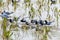 White-winged Terns Resting Among Gulls