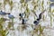 White-winged Terns Resting Among Gulls