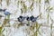 White-winged Terns Resting Among Gulls