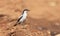 White-winged Triller male mating plumage with copy space