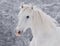 White winter horse portrait