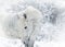 White winter horse portrait