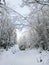 White winter in the Norwegian forest.