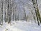 White winter in the Norwegian forest.