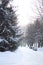 White winter in the park Fir spruce Christmastree Snowy path Bench