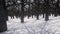 White winter snow forest Dramatic scene nature frozen landscape shadow from trees