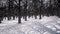 White winter snow forest Dramatic scene nature frozen landscape shadow from trees