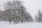 White winter snow park with white trees on central alley.