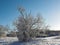 White winter. Snowy wood, tree lots of snow with sunny day