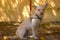 White Wire Haired Chihuahua Female on leash sun light wall